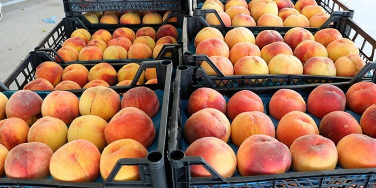 Lapseki şeftalisine coğrafi işaret tescili