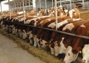 Malatya Süt Üreticileri Birliği Başkanı Kurtoğlu: Damızlık hayvanlarımız kesime gidiyor; katliam var, engelleyecek kurum yok