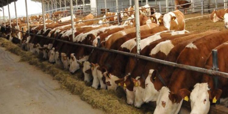 Malatya Süt Üreticileri Birliği Başkanı Kurtoğlu: Damızlık hayvanlarımız kesime gidiyor; katliam var, engelleyecek kurum yok
