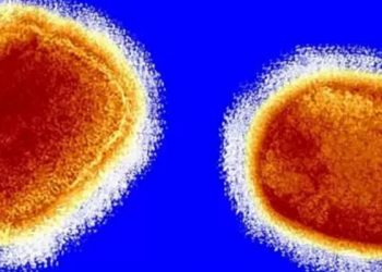 Maymun çiçeği virüsü: Dünya Sağlık Örgütü 'Vakalar artabilir ancak endişeye kapılmamak gerek' diyor