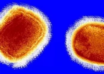 Maymun çiçeği virüsü: Üç ülkede daha yeni vakalar tespit edildi