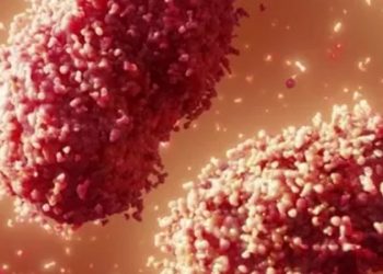 Maymun çiçeği virüsü üç ülkede daha görüldü