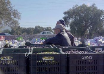 Milas’ta zeytin ağacının hikayesi belgesel oldu