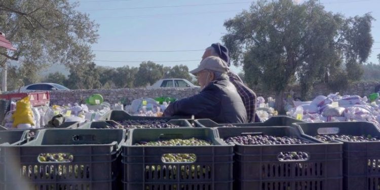 Milas’ta zeytin ağacının hikayesi belgesel oldu