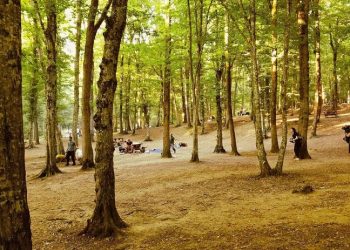 Ormancılık politikası uzmanı Prof. Dr. Erdoğan Atmış: Ormanda yeni rant alanı yaratılıyor