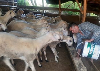 Osmaniyeli besici: Samanın kilosu 85 kuruştan  2,5 liraya çıktı; ne yedirelim bu hayvanlara?