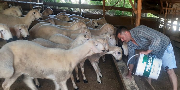 Osmaniyeli besici: Samanın kilosu 85 kuruştan  2,5 liraya çıktı; ne yedirelim bu hayvanlara?