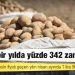 Patates bir yılda yüzde 342 zam yedi