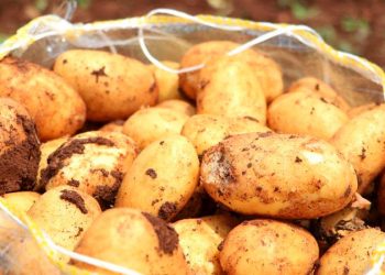 Patatesin kilosu tarlada 9 lira