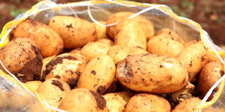 Patatesin kilosu tarlada 9 lira