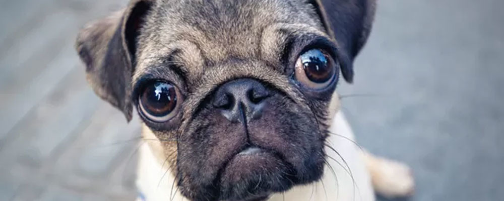 Pug cinsi köpeklerin ciddi sağlık sorunu yaşama olasılığı 'neredeyse iki kat fazla'