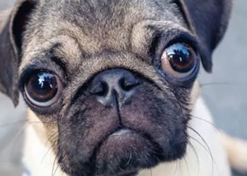 Pug cinsi köpeklerin ciddi sağlık sorunu yaşama olasılığı 'neredeyse iki kat fazla'