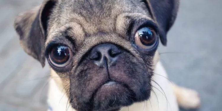 Pug cinsi köpeklerin ciddi sağlık sorunu yaşama olasılığı 'neredeyse iki kat fazla'
