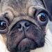 Pug cinsi köpeklerin ciddi sağlık sorunu yaşama olasılığı 'neredeyse iki kat fazla'