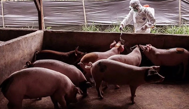 Roma'da piknik yasağı: 'Afrika domuz vebası' görüldü