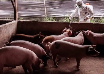 Roma'da piknik yasağı: 'Afrika domuz vebası' görüldü