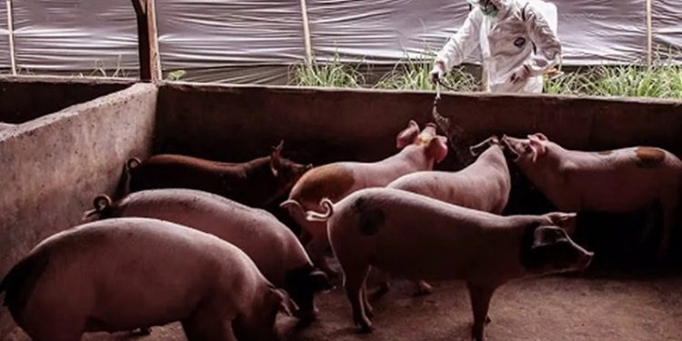 Roma'da piknik yasağı: 'Afrika domuz vebası' görüldü