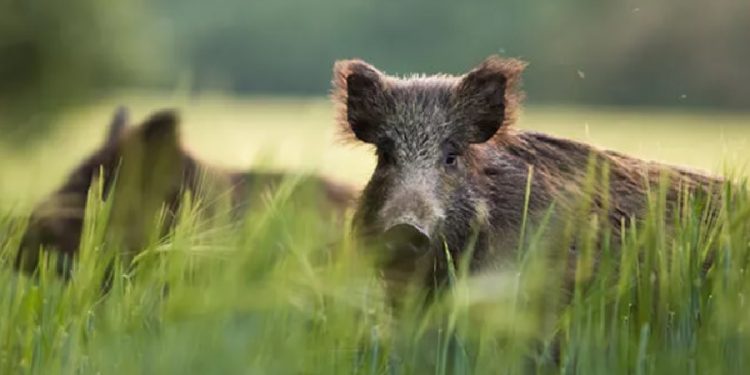 Roma’da ‘domuz vebası’ paniği: Piknikler yasaklandı