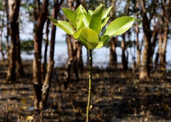 Sadece kağıt üzerinde var olan ormanlar göz boyamak için nasıl kullanılıyor?