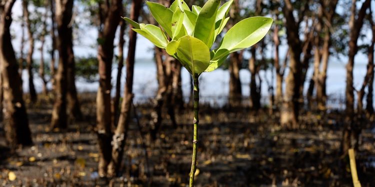 Sadece kağıt üzerinde var olan ormanlar göz boyamak için nasıl kullanılıyor?