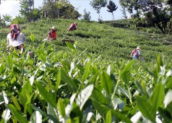 Sözcü yazarı Toker: İlan edilen alım fiyatıyla, özel fabrika insafına terk edilen çay üreticisi uçakları nasıl dolduracak?