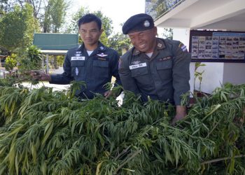 Tayland'da hükümet 1 milyon kenevir bitkisi dağıtacak