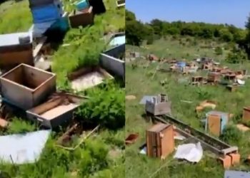 Tekirdağ'da akılalmaz olay: 4 milyon arı katledildi, üstün arı ırkları çalındı!