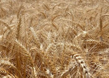 Türkiye, Hindistan’dan 50 bin tonluk buğday ithal etti