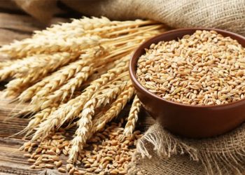 Türkiye'nin buğday ithalatı için yöneldiği Hindistan'da satış durduruldu