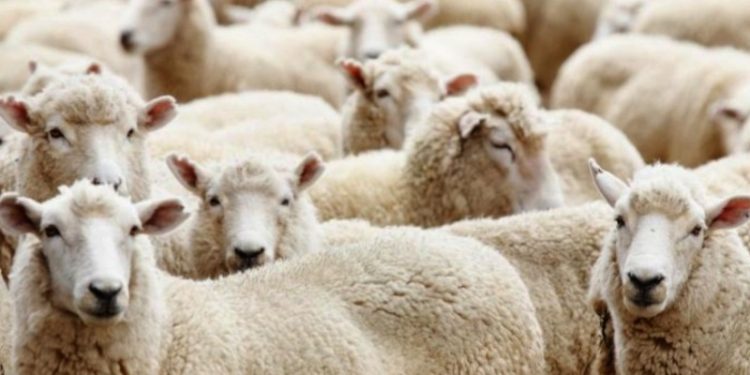 Ucuz fiyata koyun satma bahanesiyle dolandırıcılık