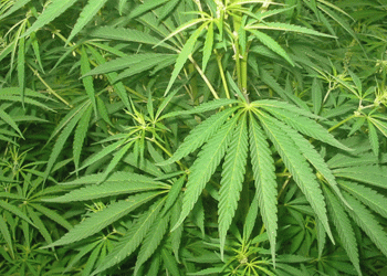 Uyuşturucu imalathanesi kurmak için böbreğini satmış