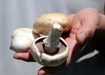 Uzmanından uyarı: Zehirli mantarı ayırt etmek zor, uzak durulmalı