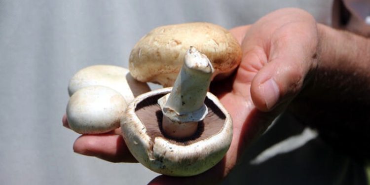 Uzmanından uyarı: Zehirli mantarı ayırt etmek zor, uzak durulmalı