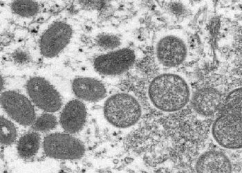 WHO'dan maymun çiçeği açıklaması: Yeni bir salgına dönüşmesi beklenmiyor