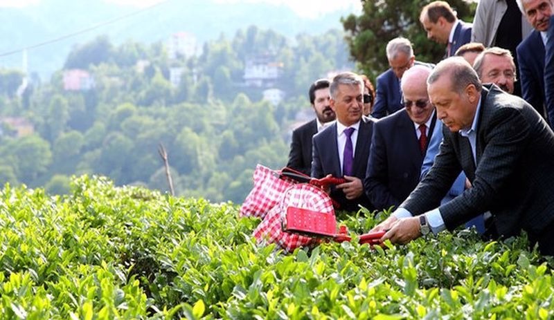 Yaş çay alım fiyatlarındaki artış üreticiden önce raflara yansıdı: Dar gelirli vatandaş çaydan da koptu