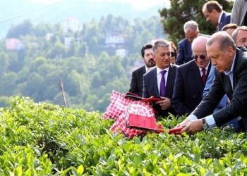 Yaş çay alım fiyatlarındaki artış üreticiden önce raflara yansıdı: Dar gelirli vatandaş çaydan da koptu
