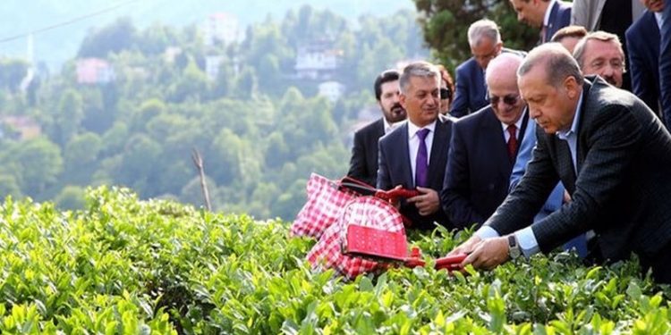 Yaş çay alım fiyatlarındaki artış üreticiden önce raflara yansıdı: Dar gelirli vatandaş çaydan da koptu
