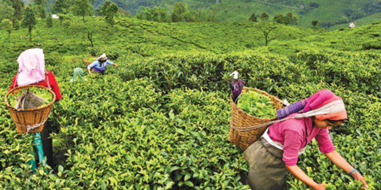 Yaş çay alım fiyatı açıklandı, üretici memnun değil