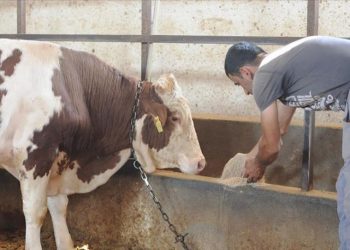 Yem fiyatlarına da zam!