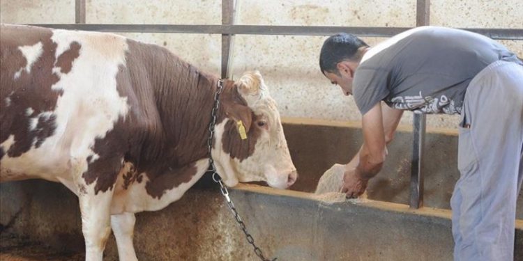 Yem fiyatlarına da zam!