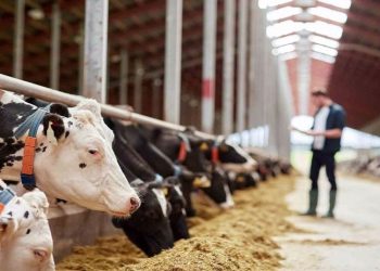 Yem fiyatlarına da zam geldi