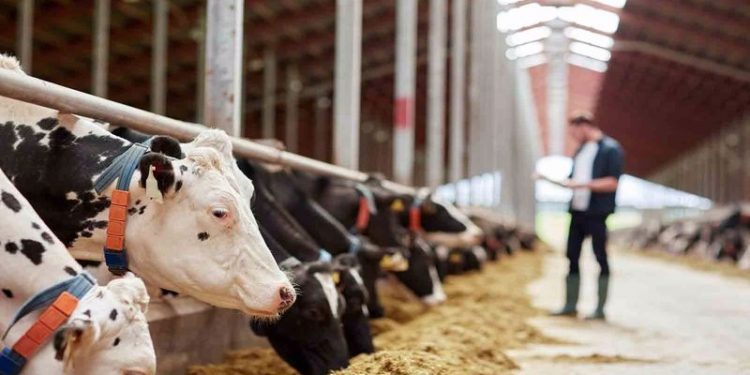 Yem fiyatlarına da zam geldi