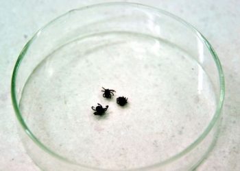 Yozgat'ta kenenin ısırdığı kadın hayatını kaybetti