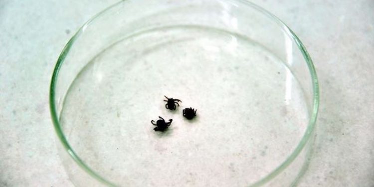 Yozgat'ta kenenin ısırdığı kadın hayatını kaybetti