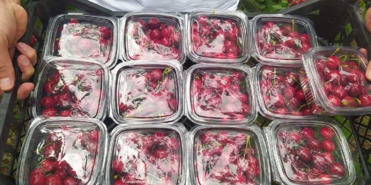 Yılın ilk hasadı yapıldı: Turfanda kirazın kilosu 1000 lira