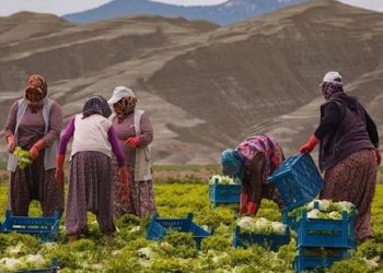 ZMO Başkanı Suiçmez: Kıtlık varken tarım yerine betonu desteklemeyi tercih ediyorlar