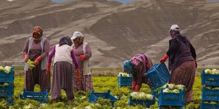 ZMO Başkanı Suiçmez: Kıtlık varken tarım yerine betonu desteklemeyi tercih ediyorlar