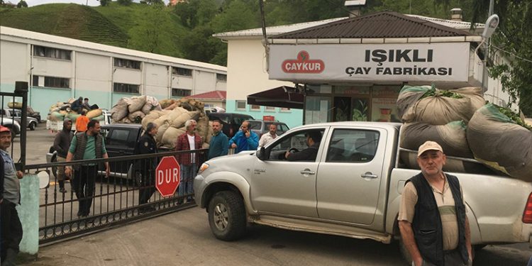 Çaykur kooperatifle anlaşamadı; çayı elinde kalan Rizeli üreticiler tepki gösterdi