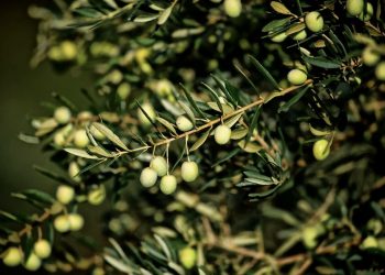 Çiftçilerden ‘kıtlık’ uyarısı: Mazot yüzde 200, gübre yüzde 400 arttı