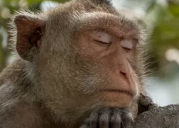 İnsanlar neden diğer primatlara göre daha az uyuyor?